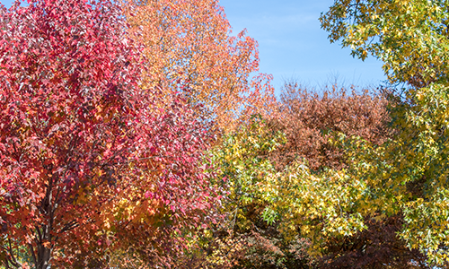 high dynamic range trees